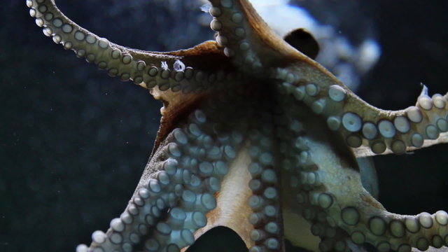 Tintenfisch von unten