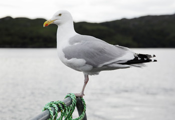 Möwe