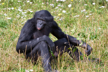 Bonobo