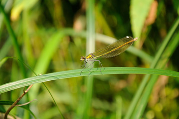 dragonfly on the grass