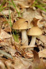leccinum scabrum mushroom in forest