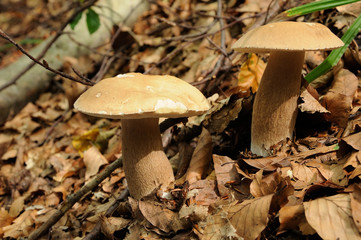mushrooms: Boletus edulis, known as the porcini, penny bun, porc
