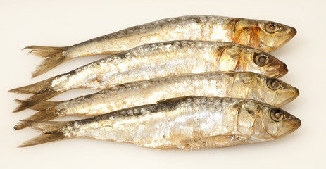 Fresh sardines on white background