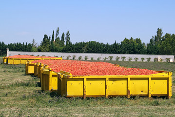 Récolte de tomates industrielles