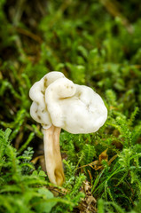 Helvella elastica