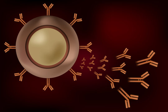 B cell lymphocyte producing antibodies
