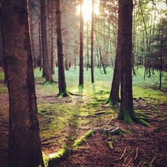 Licht im Wald