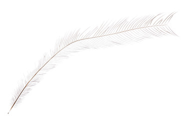 thin long isolated light feather