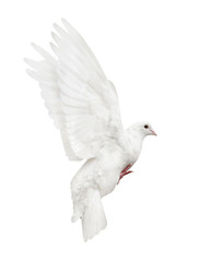 mooving isolated white pigeon