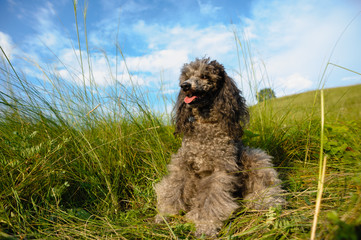 dog for a walk