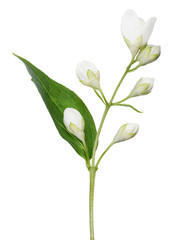 isolated jasmine branch with buds