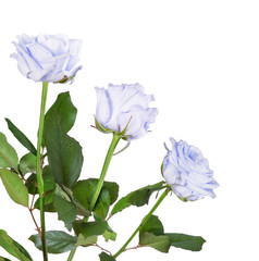 Obraz premium beautiful bunch from three light blue roses