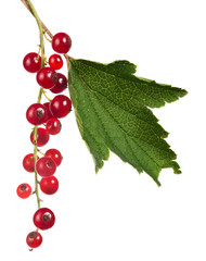 red currants and green leaf isolated on white