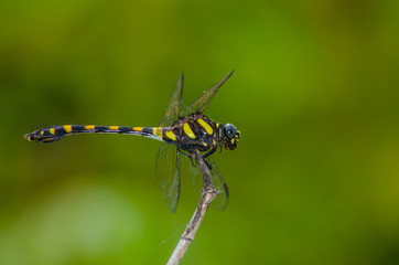 insect