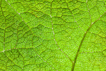 Green Leaf Macro Background