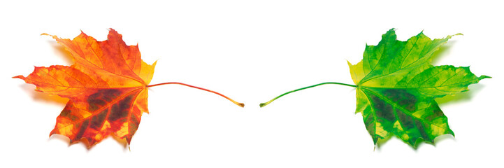 Two maple-leafs orange and green