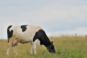 Cow.