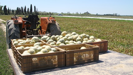 Chargement de melons