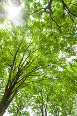 Obraz premium 太陽光と新緑のケヤキ林