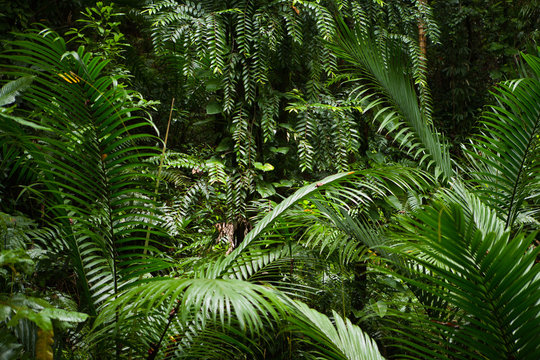 Fototapeta tło lasu deszczowego