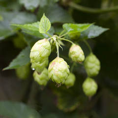 common hop