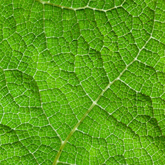 Green Leaf Macro Background