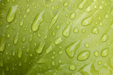 green leaf with droplets of rain