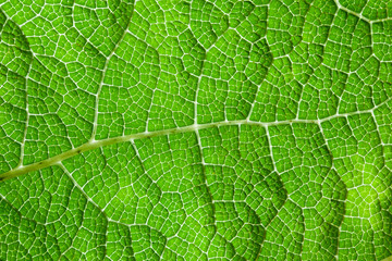 Green Leaf Macro Background