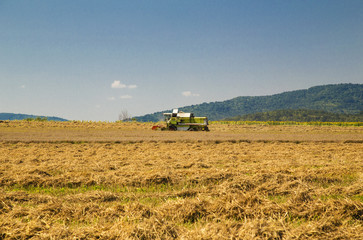 Fototapeta premium Harvester working on the field