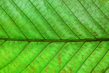 Fototapeta na wymiar Green Leaf Macro Background