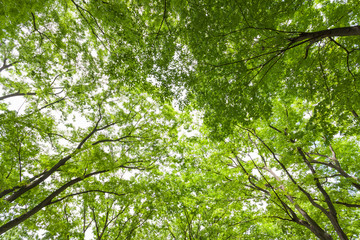 Obraz premium 新緑のケヤキ林