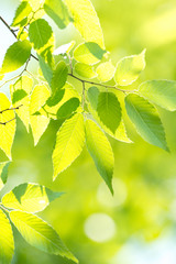 新緑のケヤキの