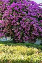Bouganvilla