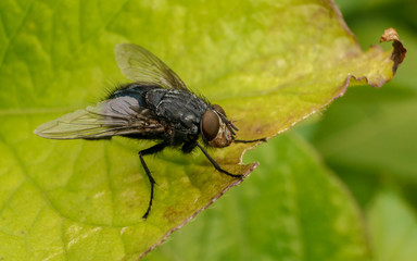 A macro photo of a Blue-bottle fly on a green leaf