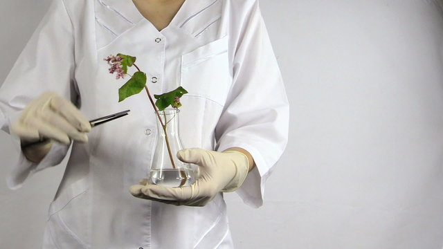 Scientist woman with pincette put buckwheat plant into flask
