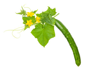 Cucumber with flowers