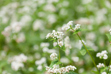 ソバの花