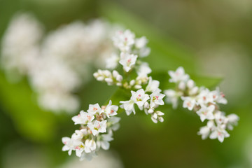ソバの花