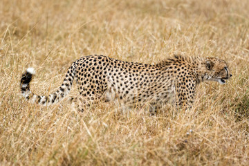 cheetah
