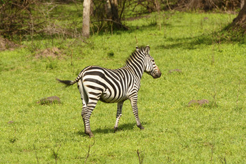 Fototapeta na wymiar Burchell's Zebra in a meadow