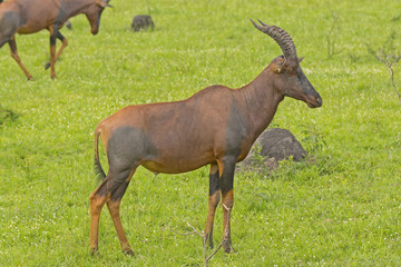Topi on the Savannah