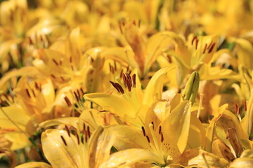 Obraz premium Lily flowers