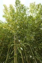 Bambus pflanze von unten
