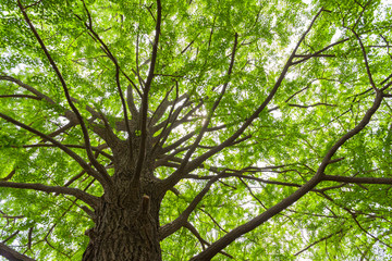 Obraz premium 新緑のイチョウの大木