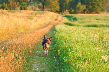 Dog running in the countryside