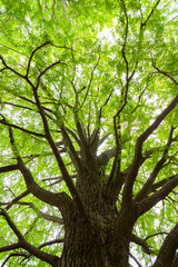 新緑のイチョウの大木