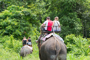Elephant trekking through jungle in northern Thailand