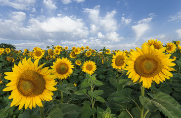 Sunflowers on a background of blue sky. Summer field.