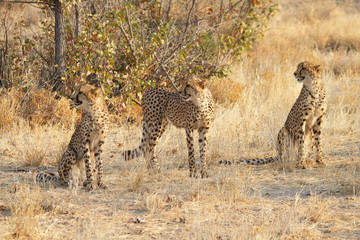 Three cheetahs, Namibia