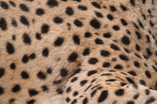 Cheetah Skin